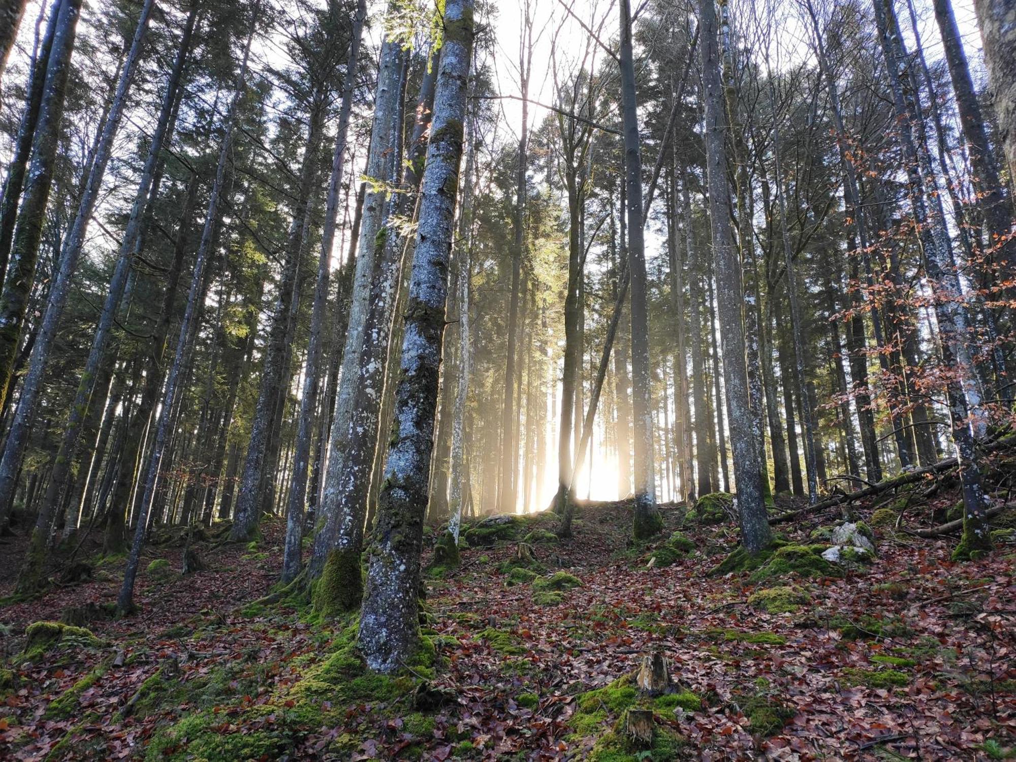 Naturresort Fischergut - Lodge Wolfgangthal Saint Wolfgang Esterno foto